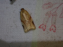 Paramesia gnomana