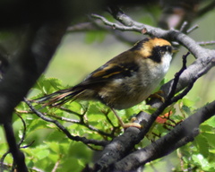 Aphrastura spinicauda