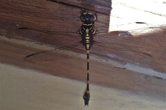 Ictinogomphus decoratus