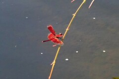 Neurothemis ramburii