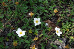 Dryas viscosa