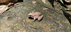 Leptodactylus spixi