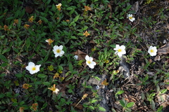 Dryas viscosa