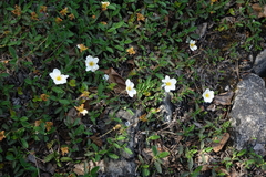 Dryas viscosa