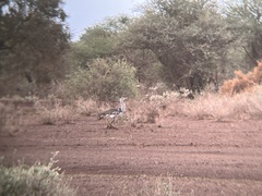 Ardeotis kori struthiunculus