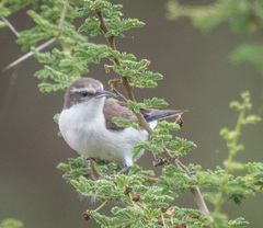 Anthreptes orientalis