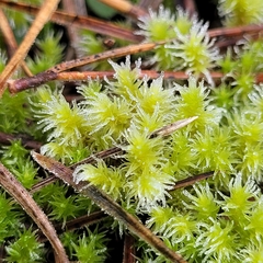 Racomitrium canescens