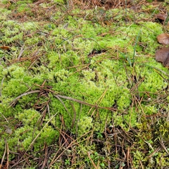 Racomitrium canescens