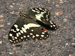 Papilio demodocus demodocus