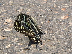 Papilio demodocus demodocus