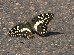 Papilio demodocus demodocus