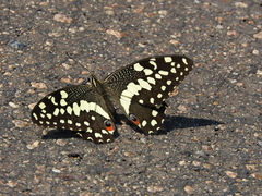 Papilio demodocus demodocus