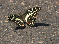 Papilio demodocus demodocus