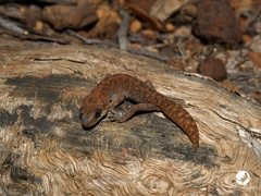 Diplodactylus lateroides