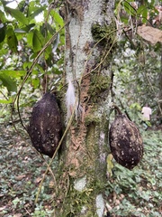 Theobroma cacao