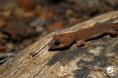 Diplodactylus lateroides