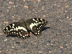 Papilio demodocus demodocus