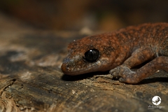Diplodactylus lateroides