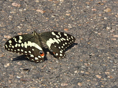 Papilio demodocus demodocus