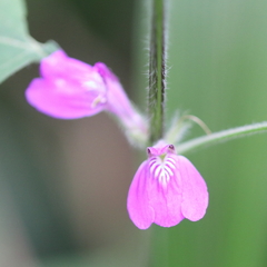 Justicia diclipteroides