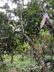 Theobroma cacao