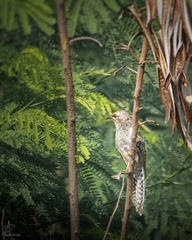 Cacomantis merulinus