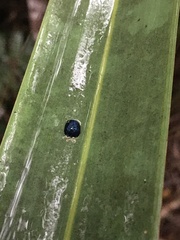 Hemisphaerota cyanea