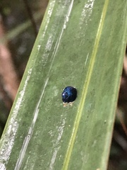 Hemisphaerota cyanea