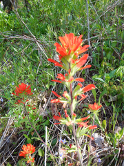 Castilleja coccinea