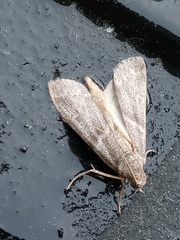 Lepidoptera