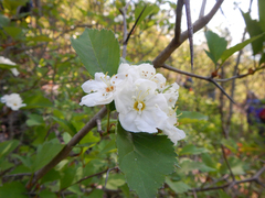 Crataegus viridis