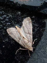 Lepidoptera