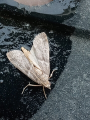Lepidoptera