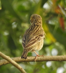 Anthus trivialis