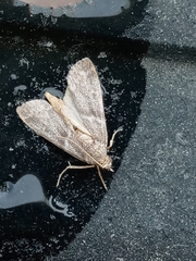 Lepidoptera