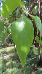 Dendrophthoe falcata