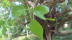 Dendrophthoe falcata