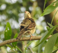 Anthus trivialis