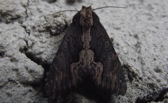 Dypterygia scabriuscula