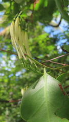 Dendrophthoe falcata