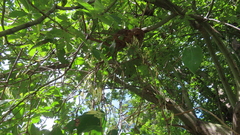 Dendrophthoe falcata