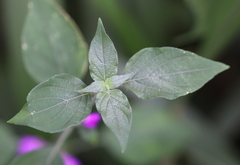 Justicia diclipteroides