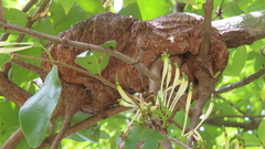 Dendrophthoe falcata