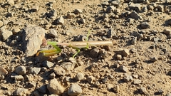 Stagmomantis nahua