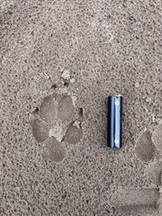 Chrysocyon brachyurus