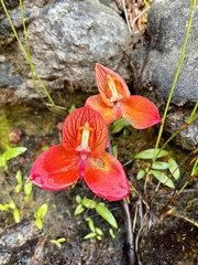 Disa uniflora