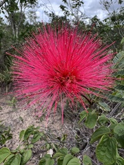 Calliandra dysantha