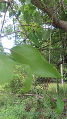 Dendrophthoe falcata