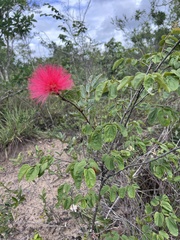 Calliandra dysantha
