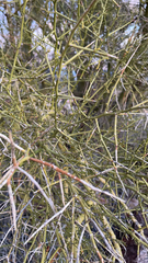 Parkinsonia microphylla